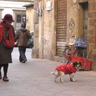 cane da guardia 2