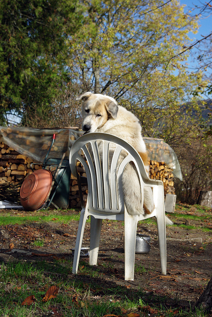 cane da guardia