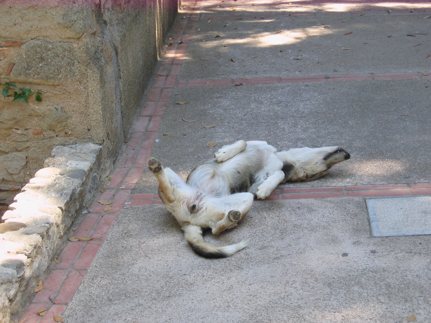 cane da guardia