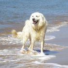 Cane da Pastore Maremmano Abruzzese