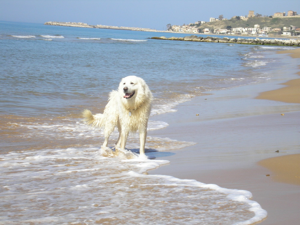 Cane da Pastore Maremmano Abruzzese/Maremma Abruzzenhirtenhund