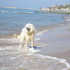 Cane da Pastore Maremmano Abruzzese/Maremma Abruzzenhirtenhund