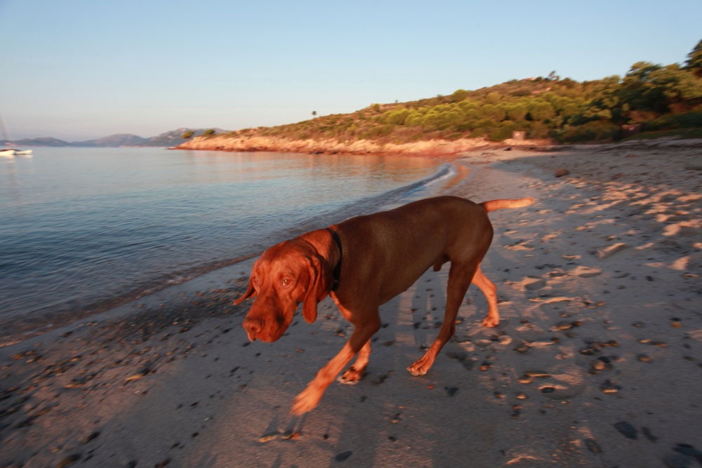 cane da spiaggia