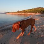 cane da spiaggia