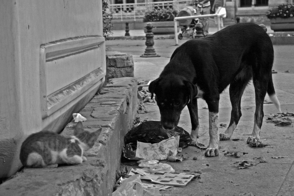 Cane e Gatto