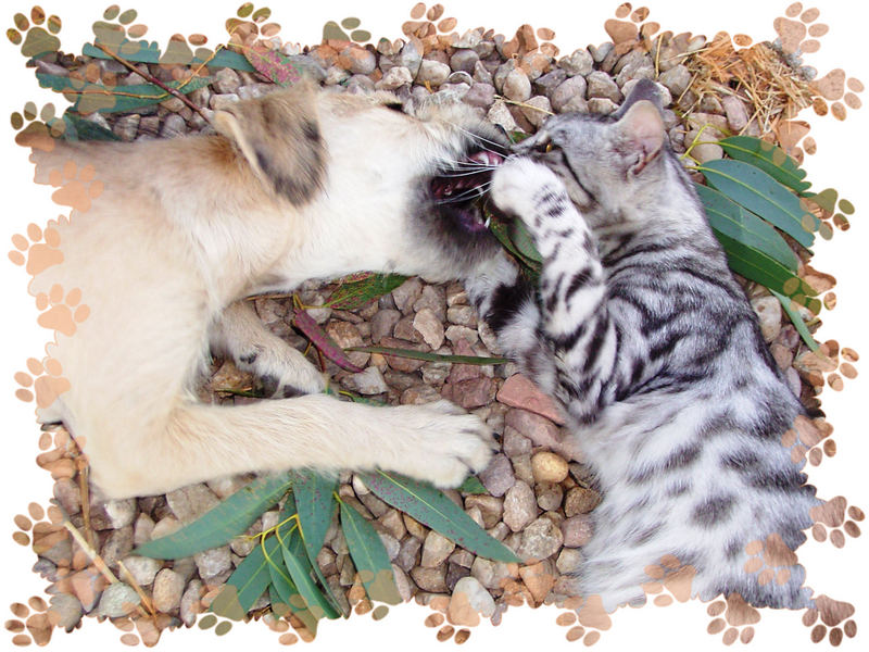 cane e gatto...chi l'ha detto che non si può????