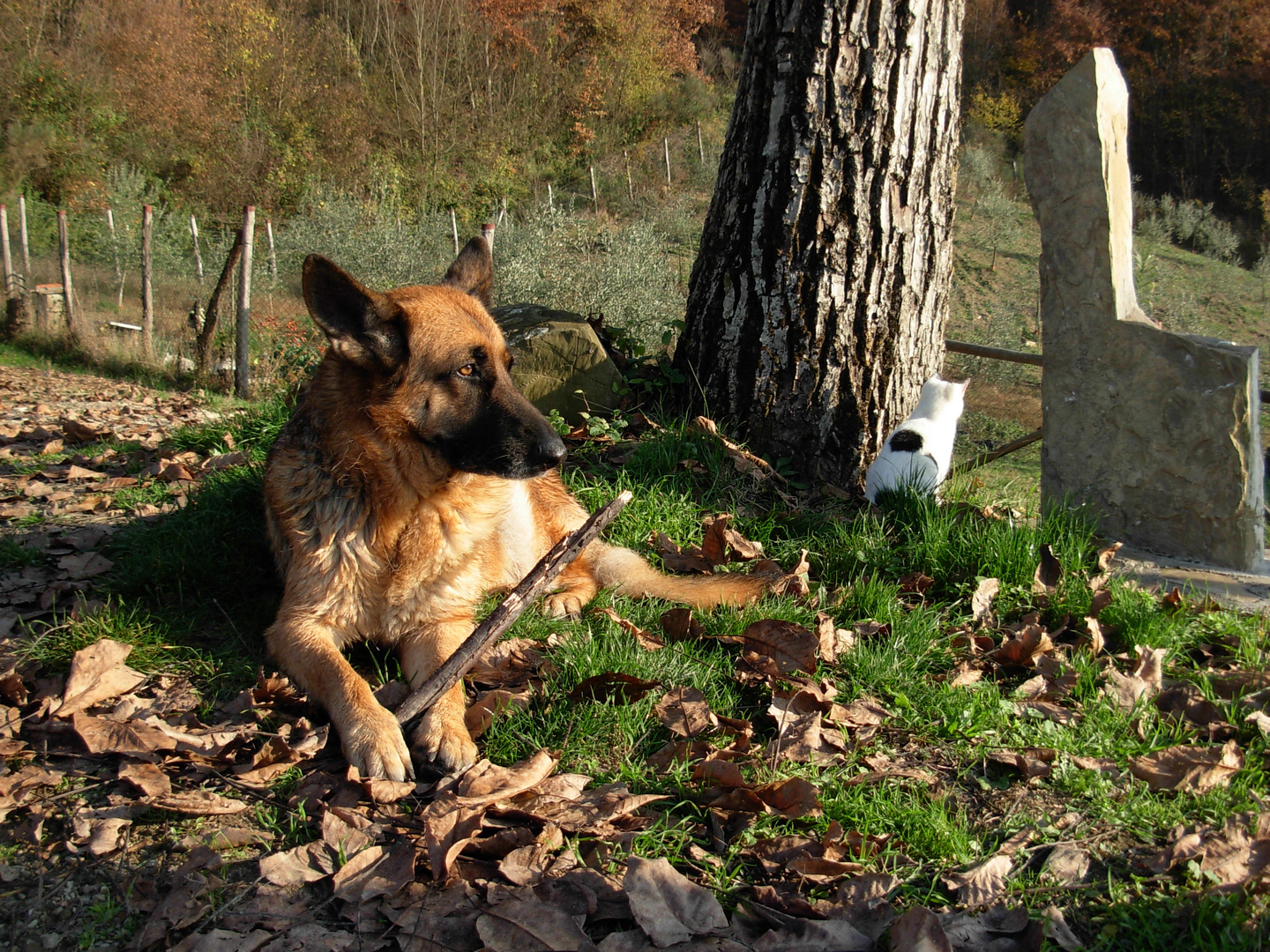 cane e micio nel giardino