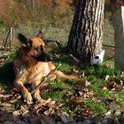 cane e micio nel giardino