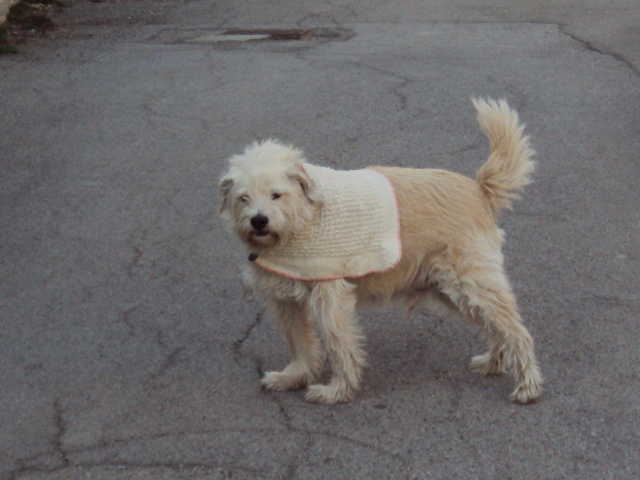 Cane estremamente  povero