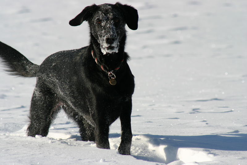 cane felice