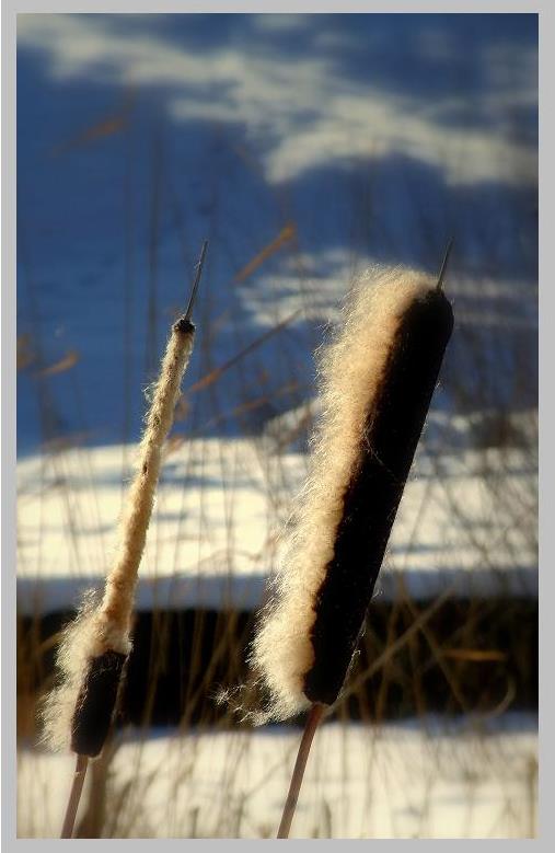 cane fluffy