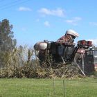 Cane Harvest 2