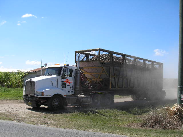 Cane harvest 4