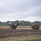 Cane harvest