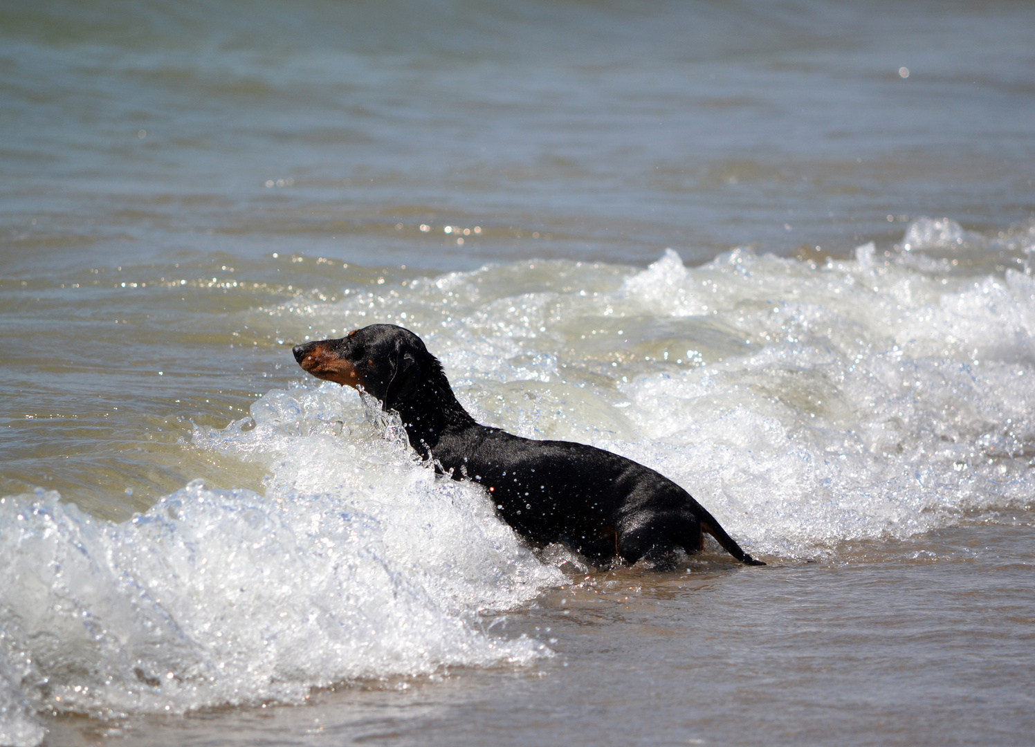 Cane o foca?