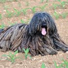 cane pastore bergamasco nella campagna bergamasca