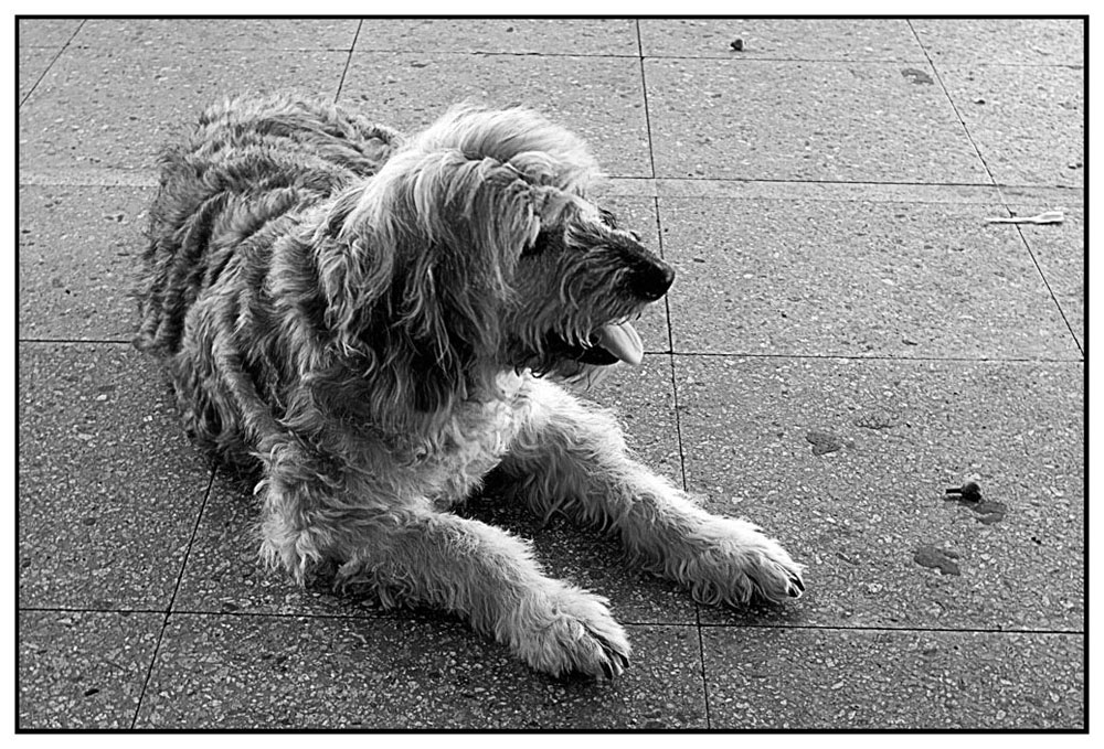 cane per la strada