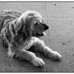 cane per la strada