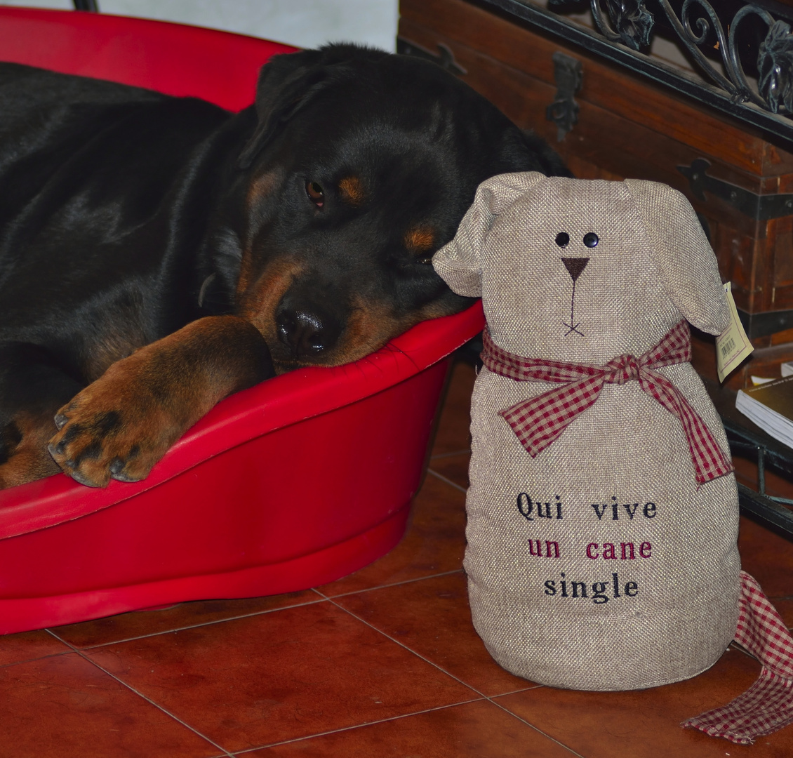 cane single triste