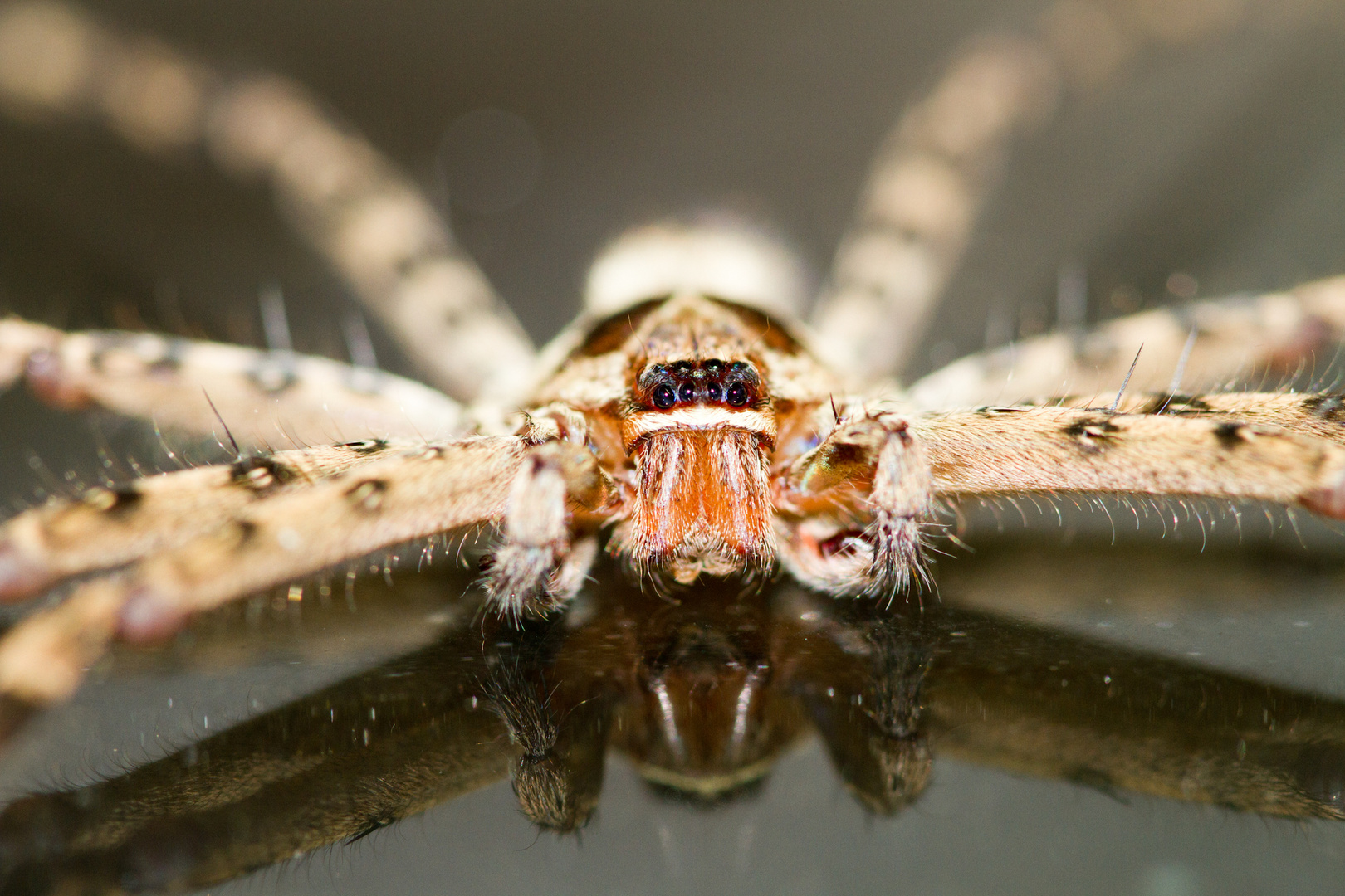 Cane Spider