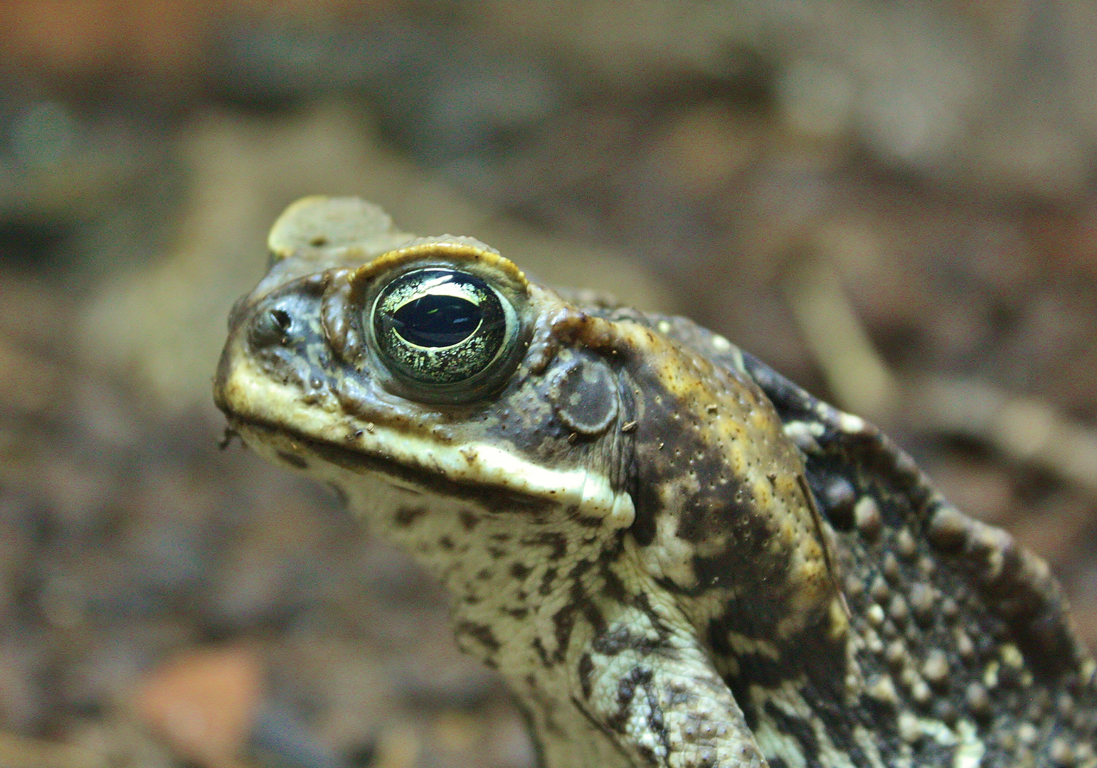 Cane toad