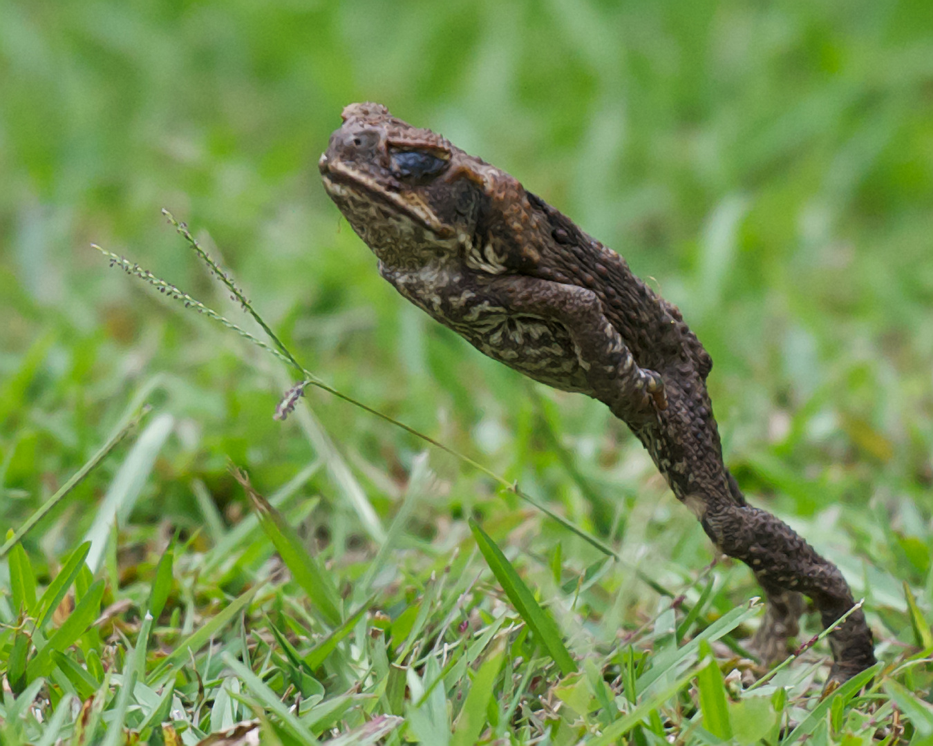 Cane Toad