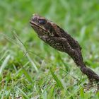 Cane Toad