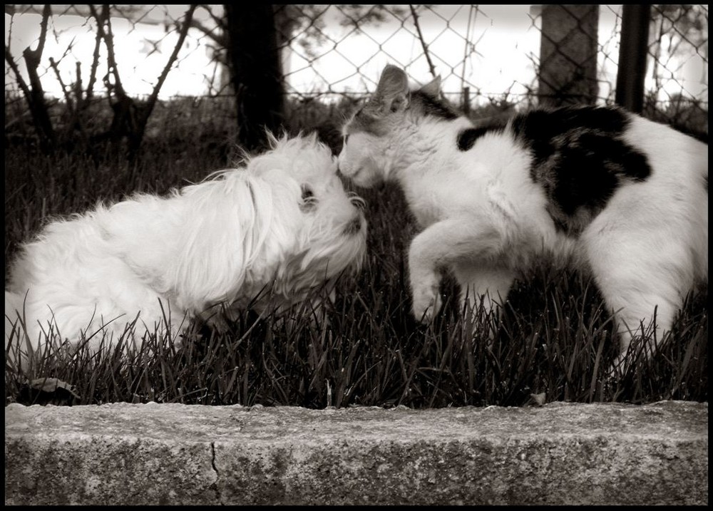 Cane&Gatto