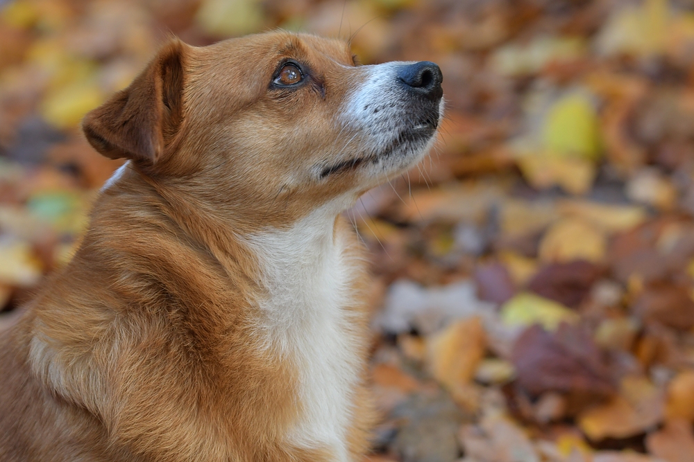 Caneli an der Oberschweinstiege 04