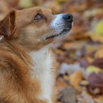 Caneli an der Oberschweinstiege 04