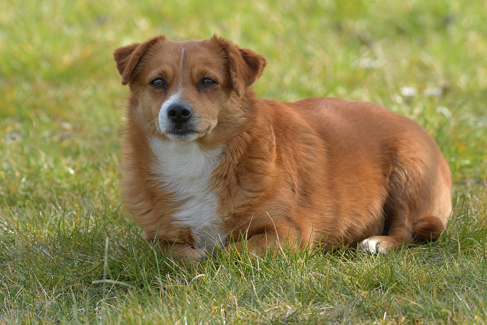 Caneli: Auch Hunde brauchen Mittagspause