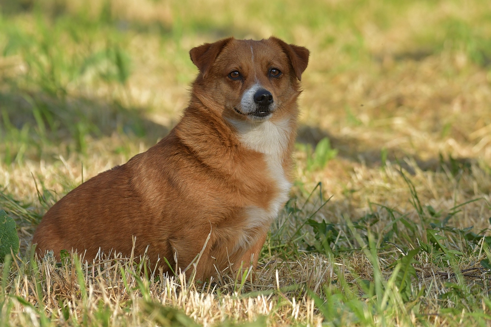 Caneli: Ein aufmerksamer Hund