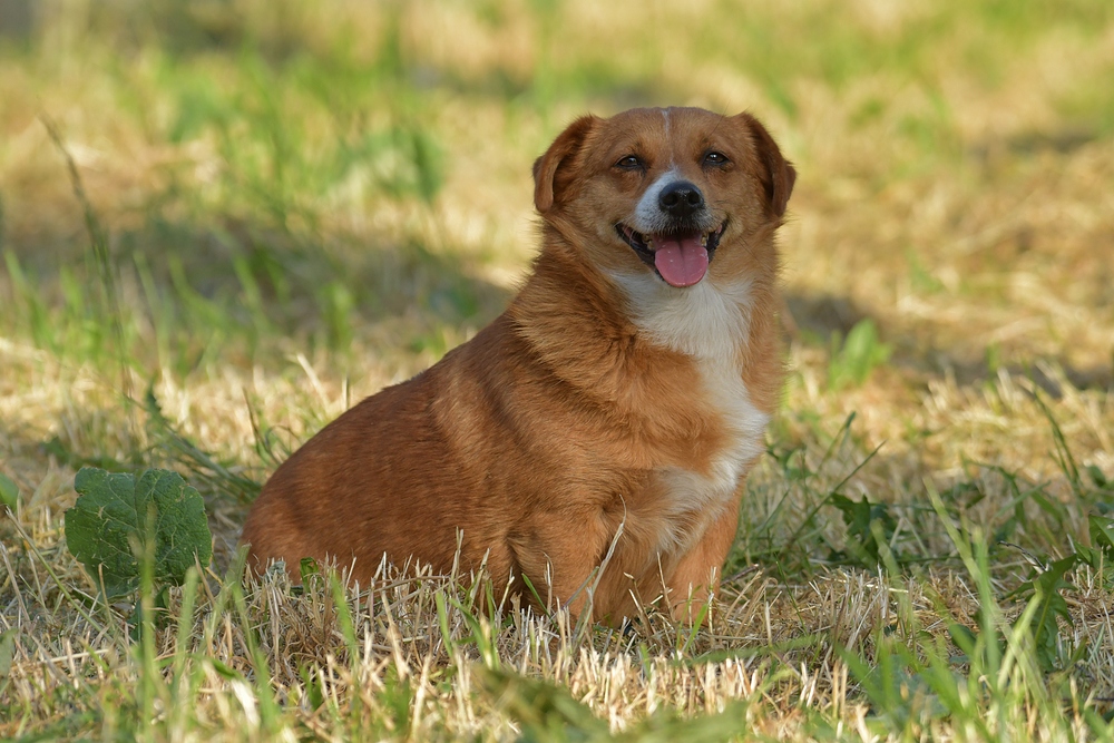 Caneli: Ein fröhlicher Hund