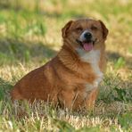 Caneli: Ein fröhlicher Hund