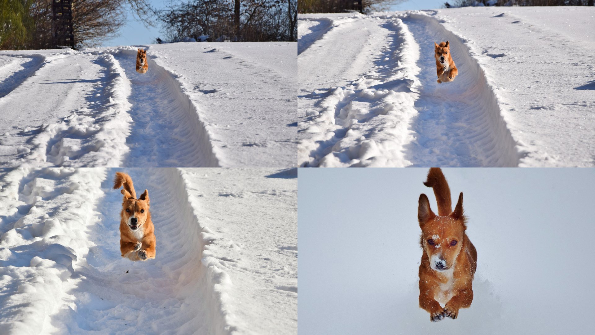 Caneli; fliegender Hund