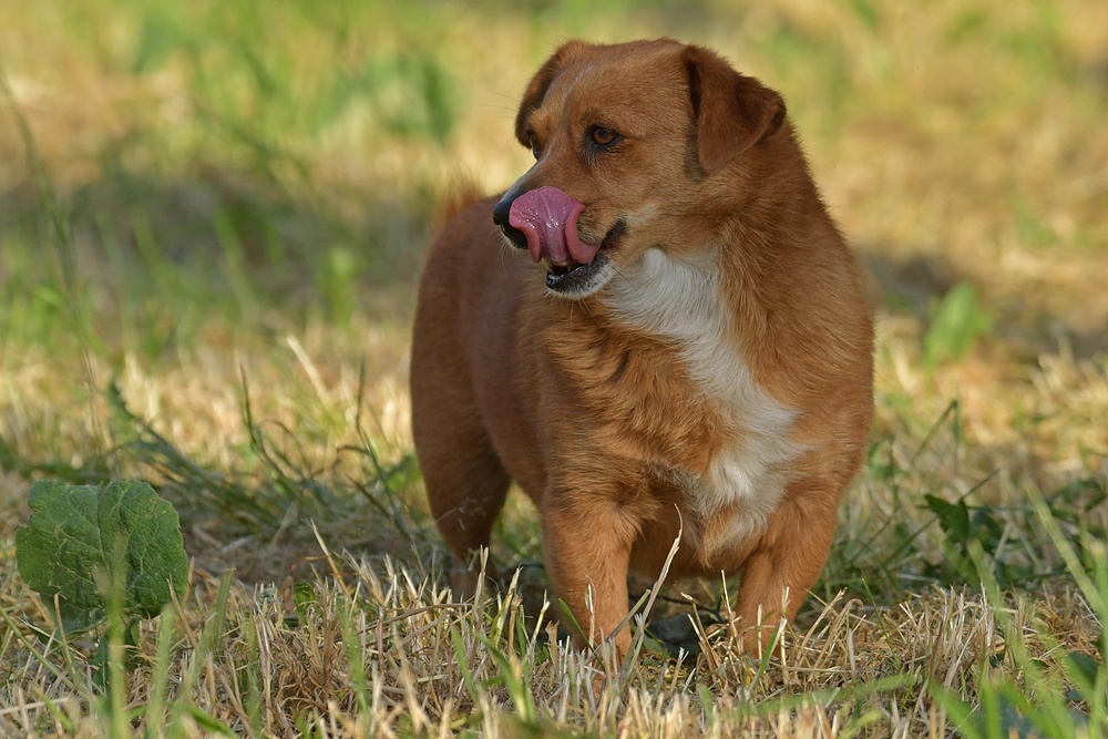 Caneli: Kleiner Hund, große Zunge