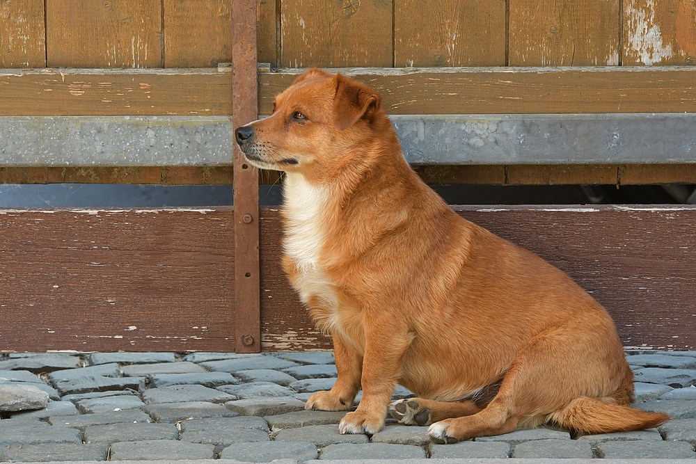 Caneli: Wenn der Lieblingsmensch gerade mal zum Nachbarn gegangen ist 02