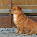 Caneli: Wenn der Lieblingsmensch gerade mal zum Nachbarn gegangen ist 02