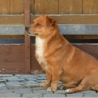 Caneli: Wenn der Lieblingsmensch gerade mal zum Nachbarn gegangen ist 02