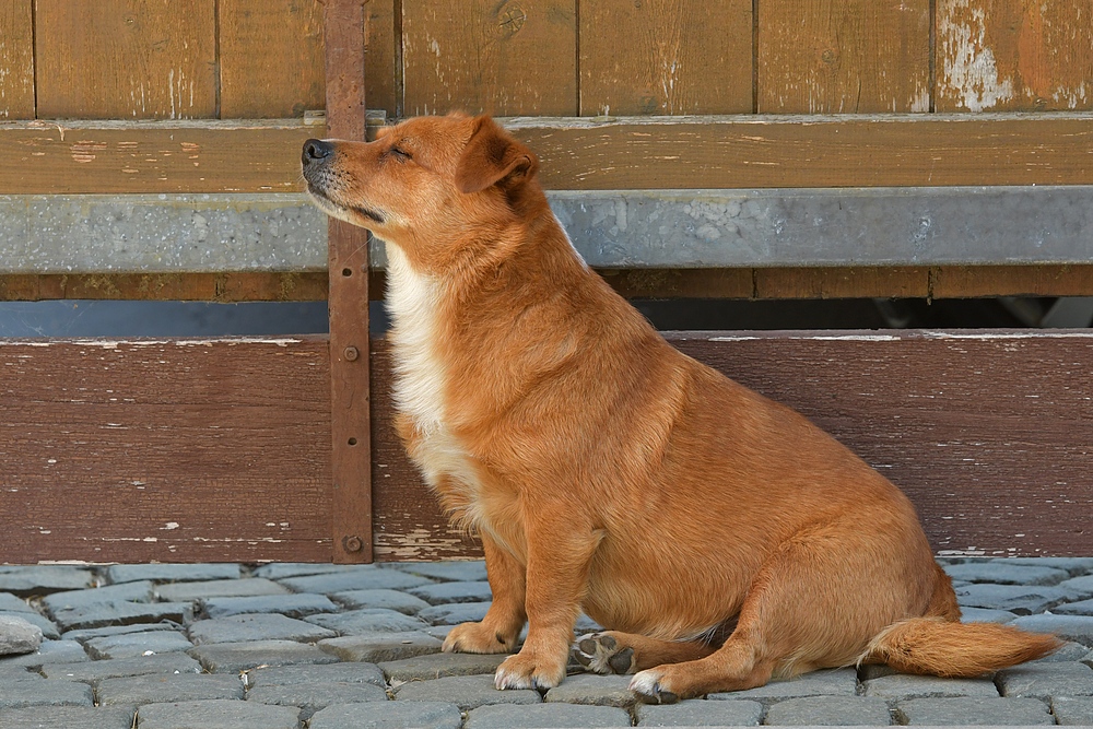 Caneli: Wenn der Lieblingsmensch gerade mal zum Nachbarn gegangen ist 04