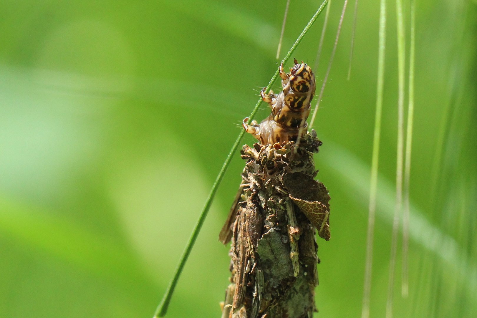 Canephora hirsuta