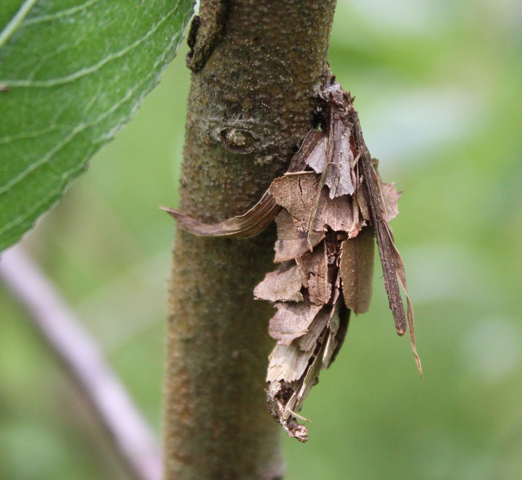 Canephora hirsuta- großer Laub Sackträger Weibchen 2 