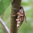 Canephora hirsuta- großer Laub Sackträger Weibchen 2 