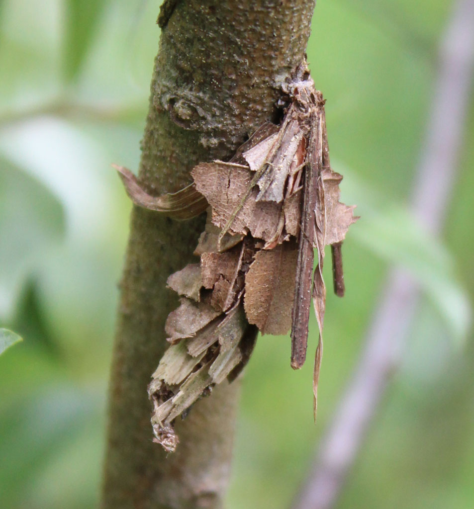 Canephora hirsuta- großer Laub Sackträger, Weibchen