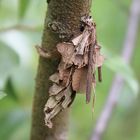 Canephora hirsuta- großer Laub Sackträger, Weibchen