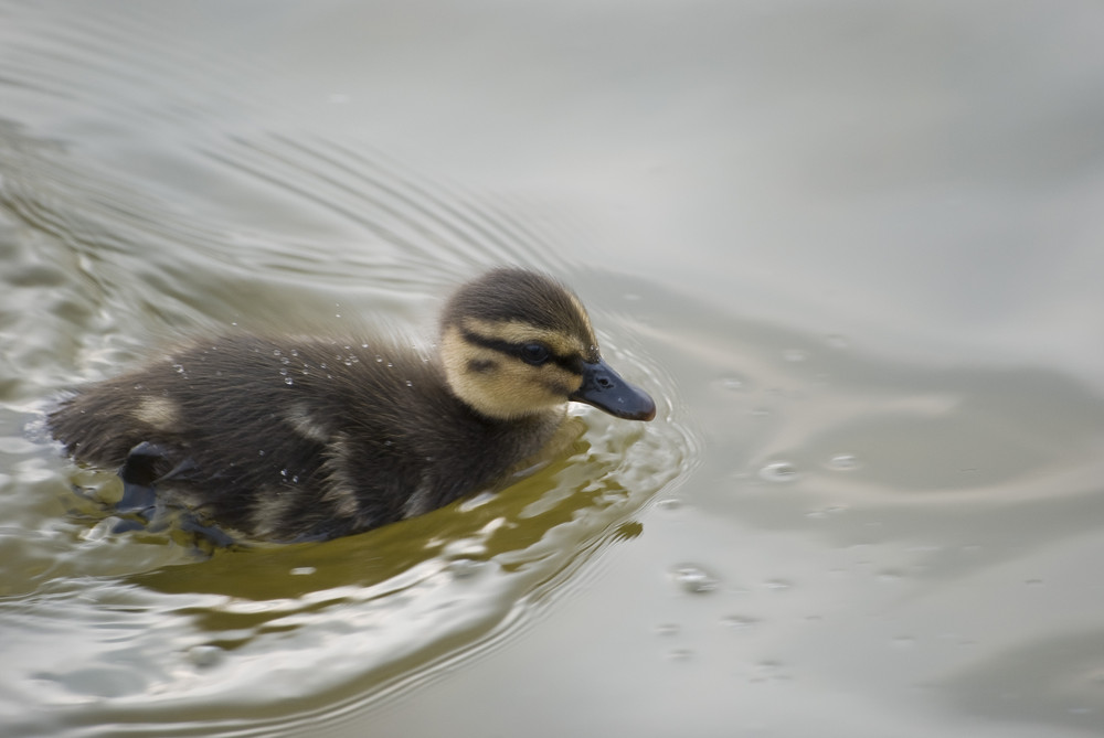 Caneton " colvert"