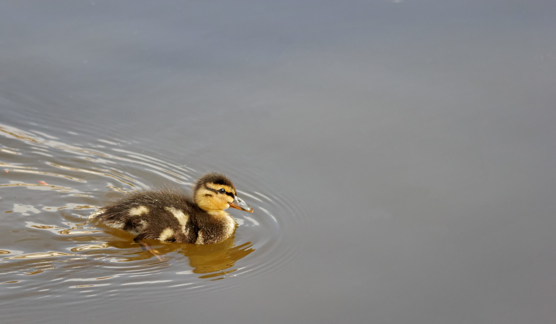 Caneton Colvert