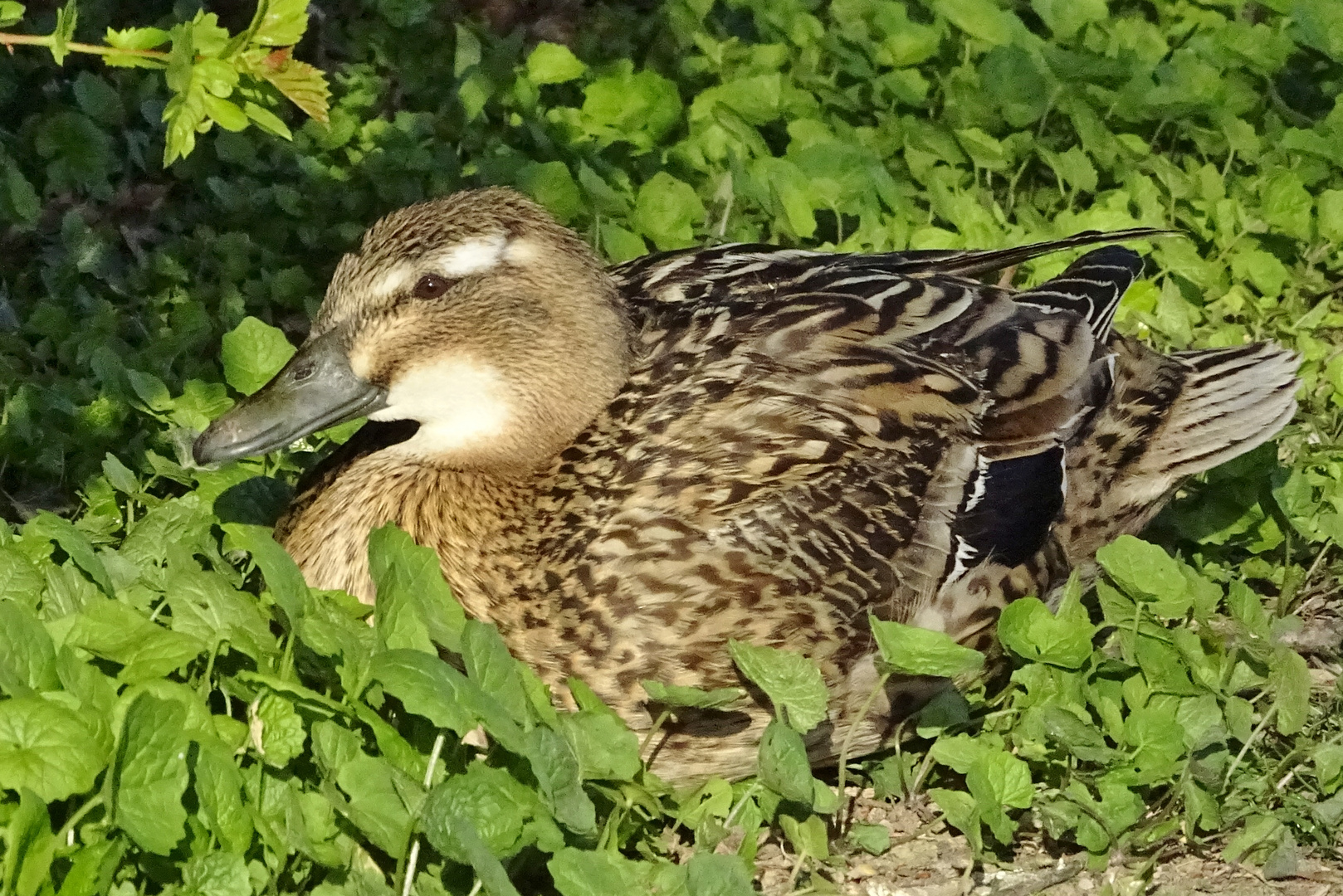 Canette au repos