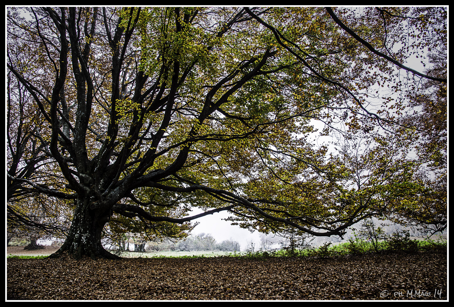 Canfaito Forest #3