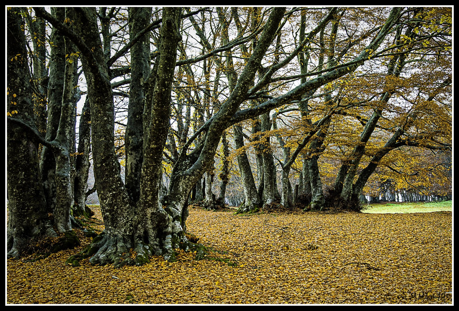 Canfaito Forest #4